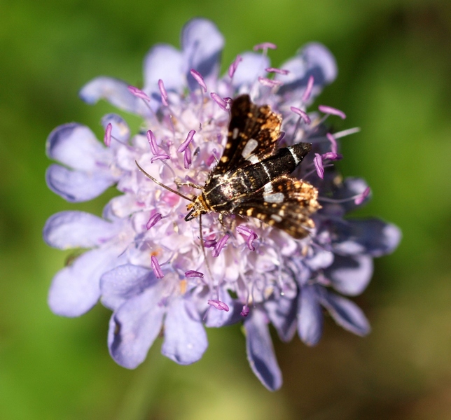 Lepidoptera Thyrididae